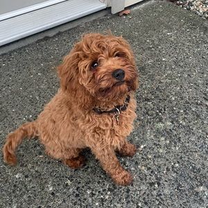 Meet your Posher, Amy h